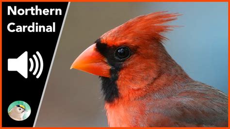 Northern cardinal call sounds & singing loudly | red bird, song, chirping | HD video, audio, sound effect, its heart out | Male | cardenal rojo cantando, Cardinal rouge chant, Rotkardinal...